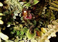 Dichaea neglecta