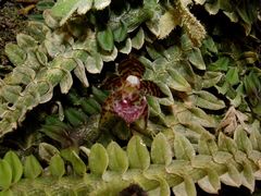 Dichaea neglecta
