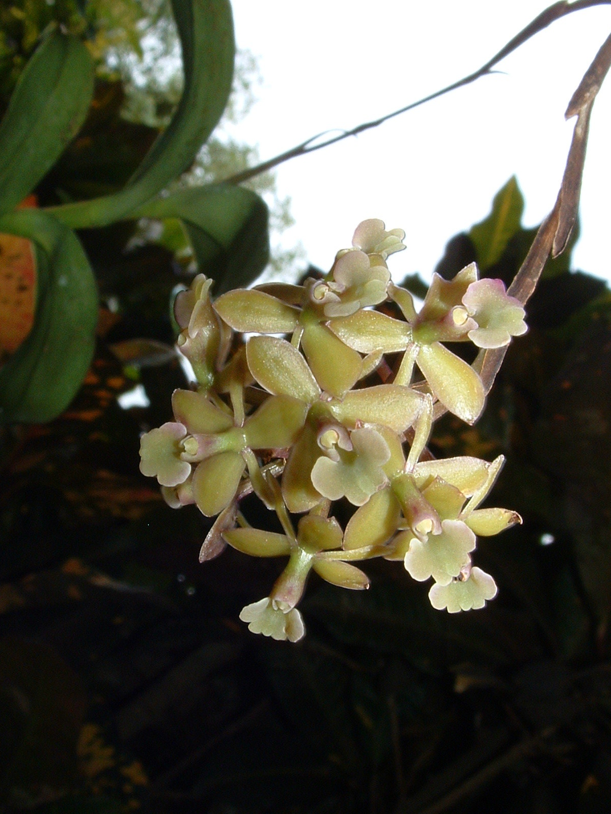 Epidendrum anceps