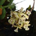 Epidendrum anceps - Photo (c) Eric van den Berghe,  זכויות יוצרים חלקיות (CC BY-NC), uploaded by Eric van den Berghe