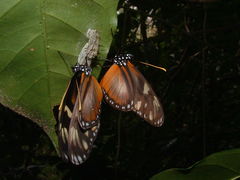 Eueides procula asidia