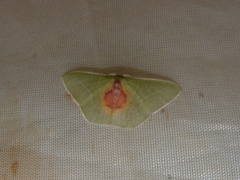 Nemoria astraea