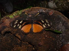 Eueides procula asidia