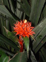 Aechmea magdalenae