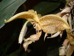 Stanhopea