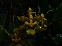 Oncidium lineoligerum