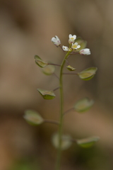 Noccaea perfoliata