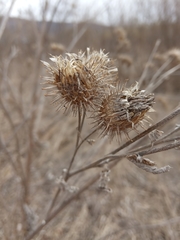 Arctium tomentosum
