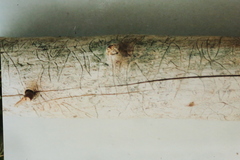 Pityogenes chalcographus