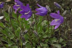 Campanula bellidifolia
