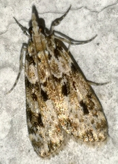 Eudonia delunella
