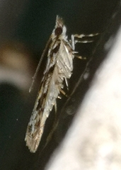 Eudonia delunella