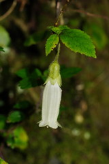 Fieldia australis