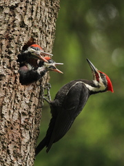 Pileated Woodpecker photo 6