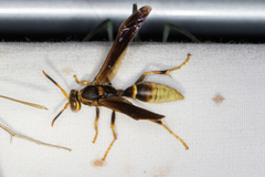 Polistes comanchus navajoe