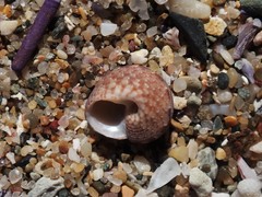 Eurytrochus strangei