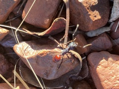 Ectatomminae