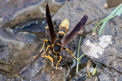 Polistes comanchus navajoe