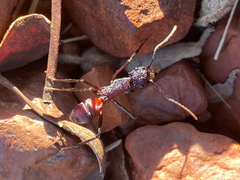 Ectatomminae
