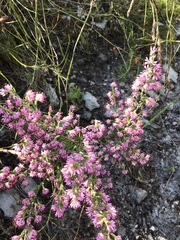 Erica ericoides