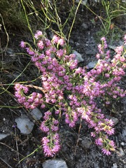 Erica ericoides