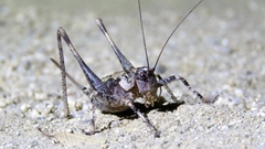 Thyreonotus
