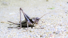 Thyreonotus