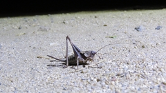 Thyreonotus