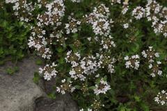 Thymus altaicus