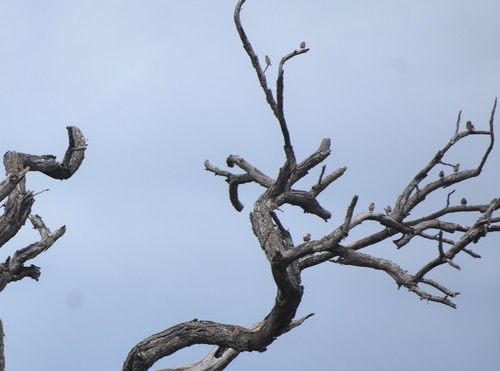 Cut-throat Finch (Amadina fasciata), photo 9