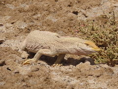 Varanus griseus griseus