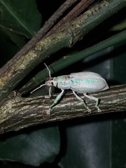 Compsus viridivittatus