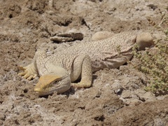 Varanus griseus griseus