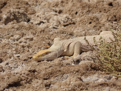 Varanus griseus griseus