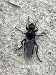 Bibio hortulanus