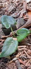 Alocasia cucullata