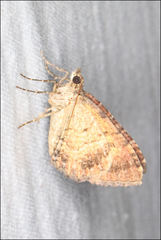 Chrysolarentia bichromata