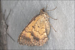 Chrysolarentia bichromata