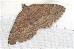 Chrysolarentia bichromata