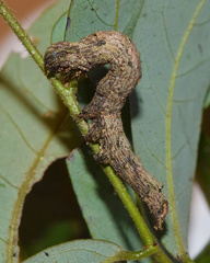 Facidia vacillans