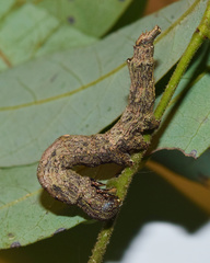 Facidia vacillans