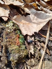 Sphaeroderus