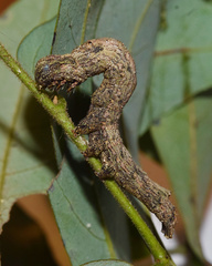 Facidia vacillans