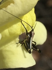 Antaxius
