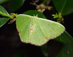 Comibaena leucospilata