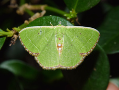 Comibaena leucospilata