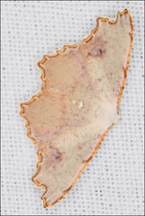 Epicompsa xanthocrossa