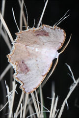 Epicompsa xanthocrossa