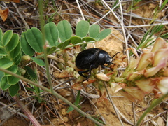 Pimelia
