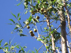 Codonocarpus attenuatus